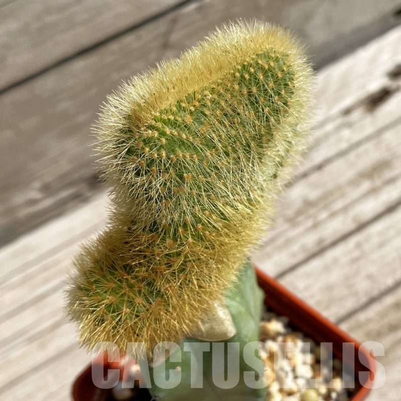 SH6779 Hildewintera aureispina f. cristata, grafted