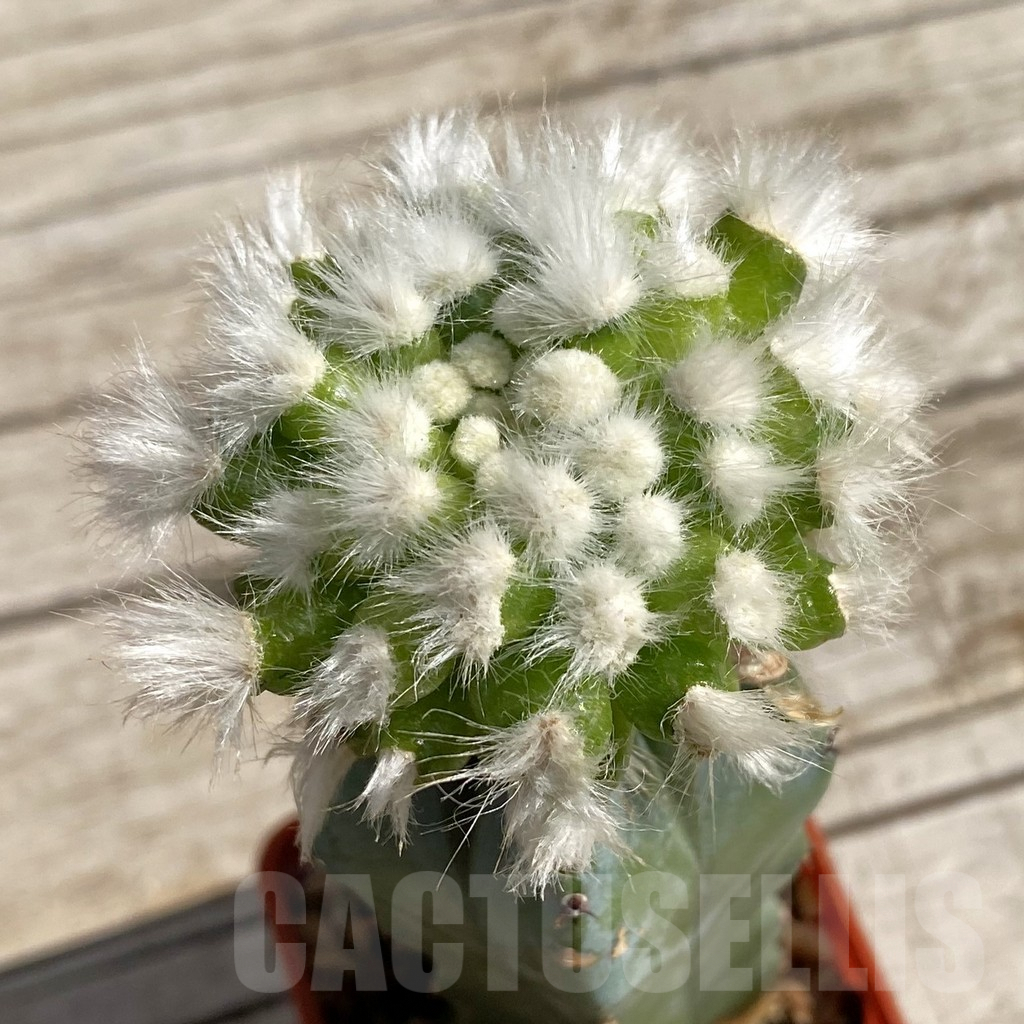SH6785 Mammillaria guelzowiana ‘Tabatoge’, grafted