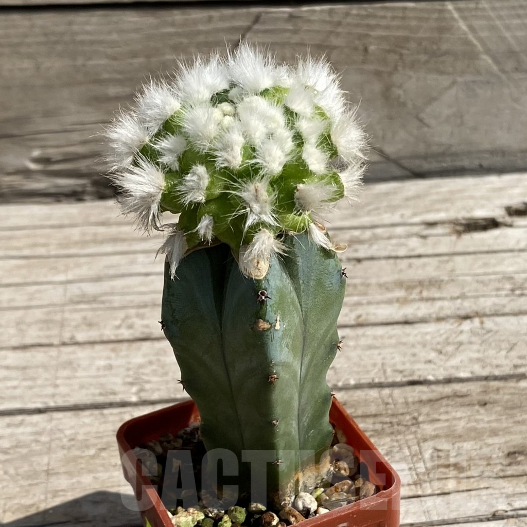 SH6785 Mammillaria guelzowiana ‘Tabatoge’, grafted - immagine 2
