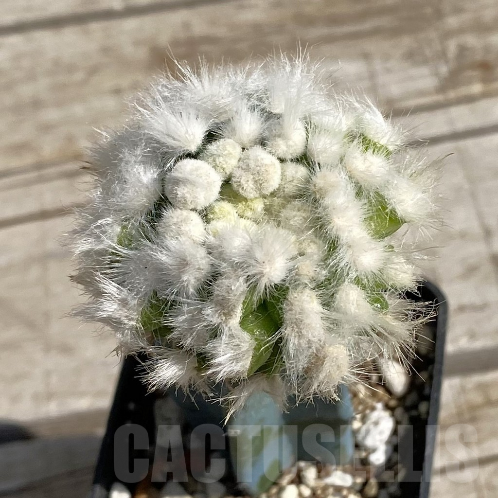 SH6786 Mammillaria guelzowiana ‘Tabatoge’, grafted
