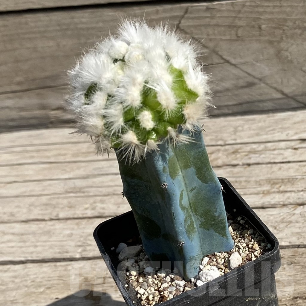 SH6786 Mammillaria guelzowiana ‘Tabatoge’, grafted - Image 2