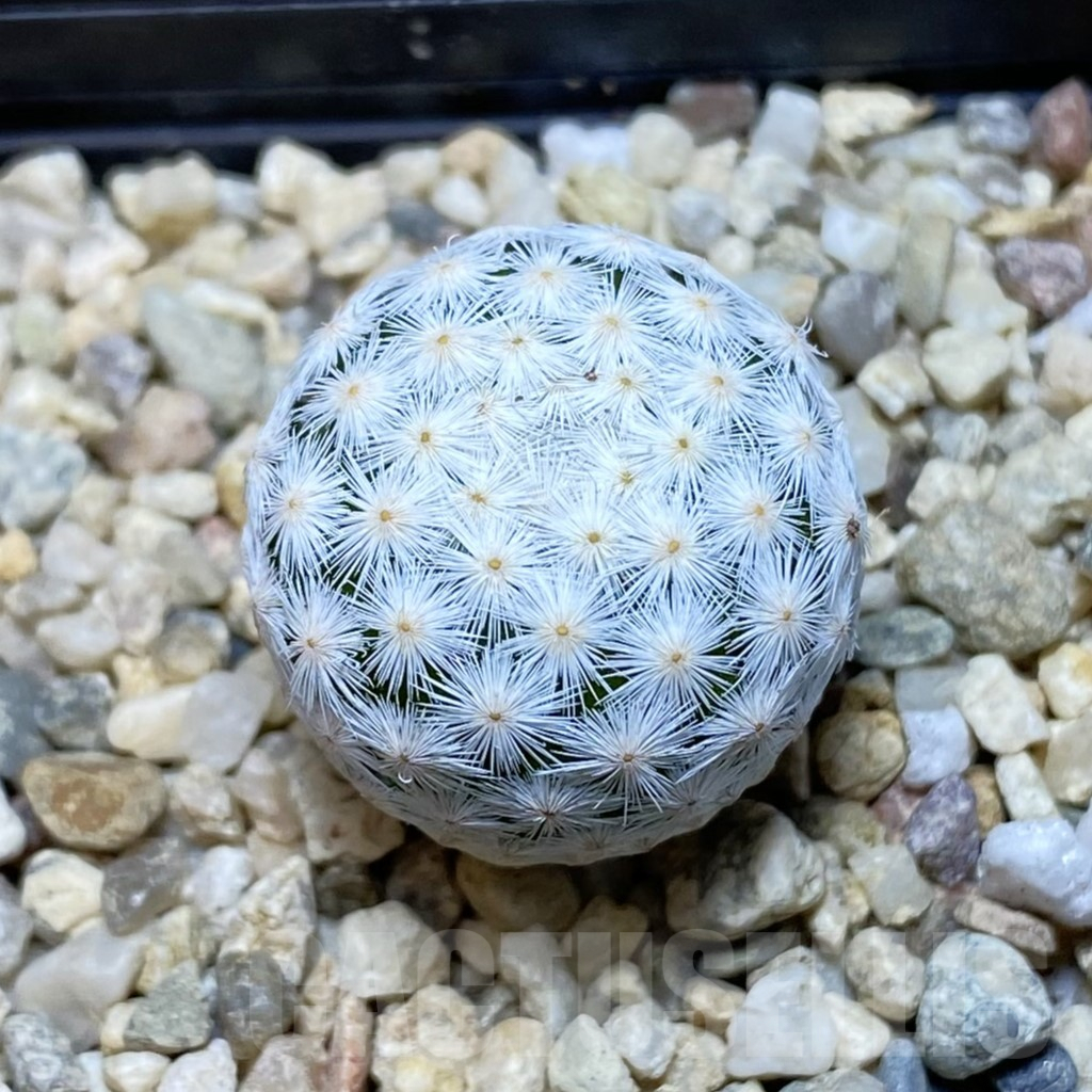 SH6752 Mammillaria herrerae MZ 572, own roots