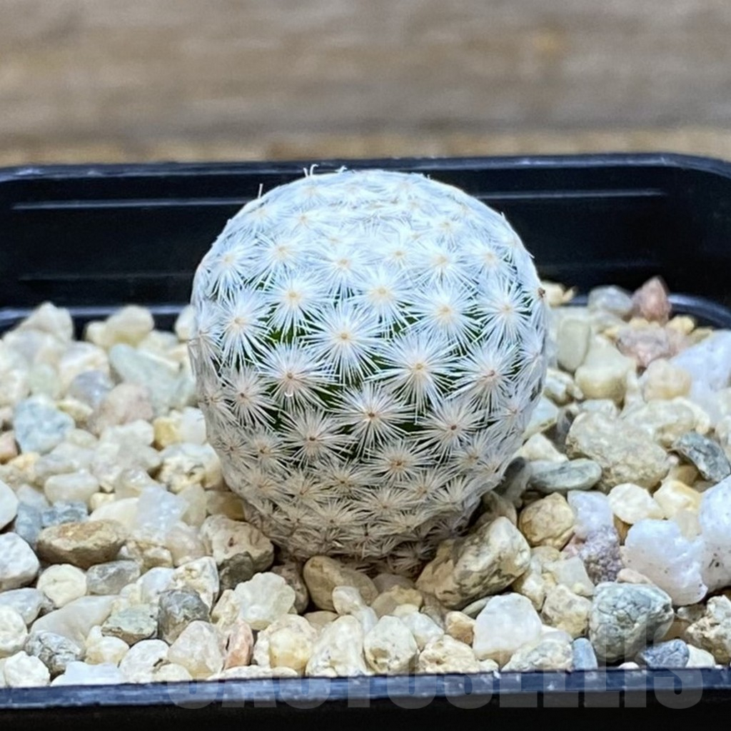 SH6752 Mammillaria herrerae MZ 572, own roots - Image 2