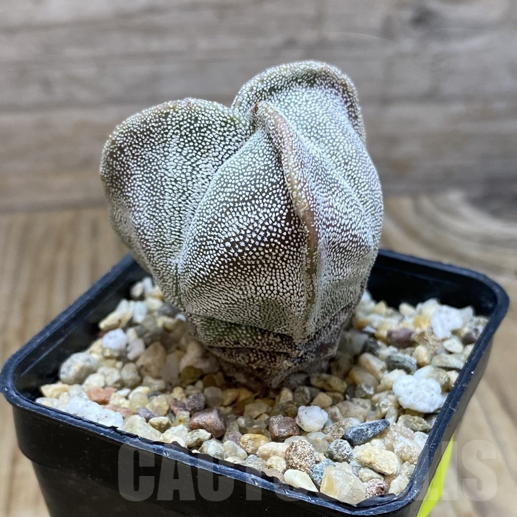 SH6753 Astrophytum myriostigma f. tricostatum - Image 2