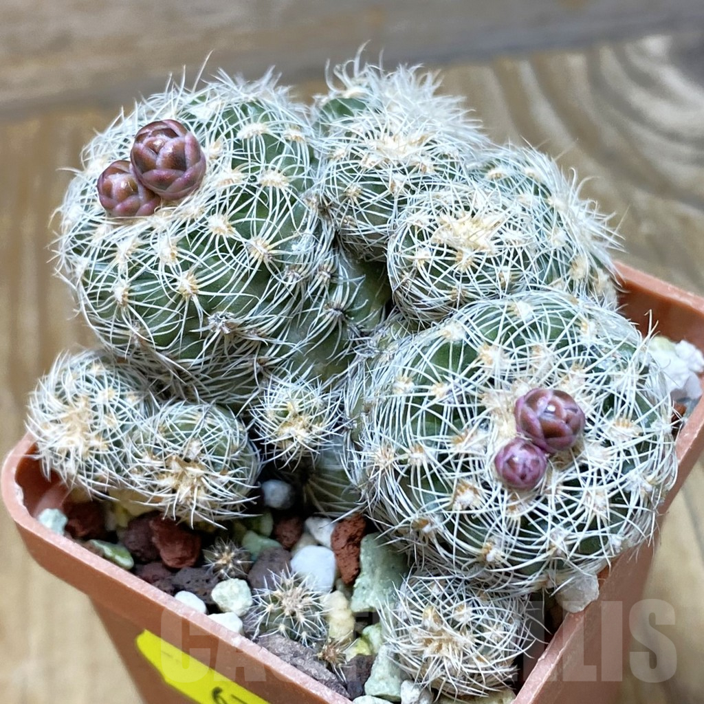 SH6759 Gymnocalycium bruchii