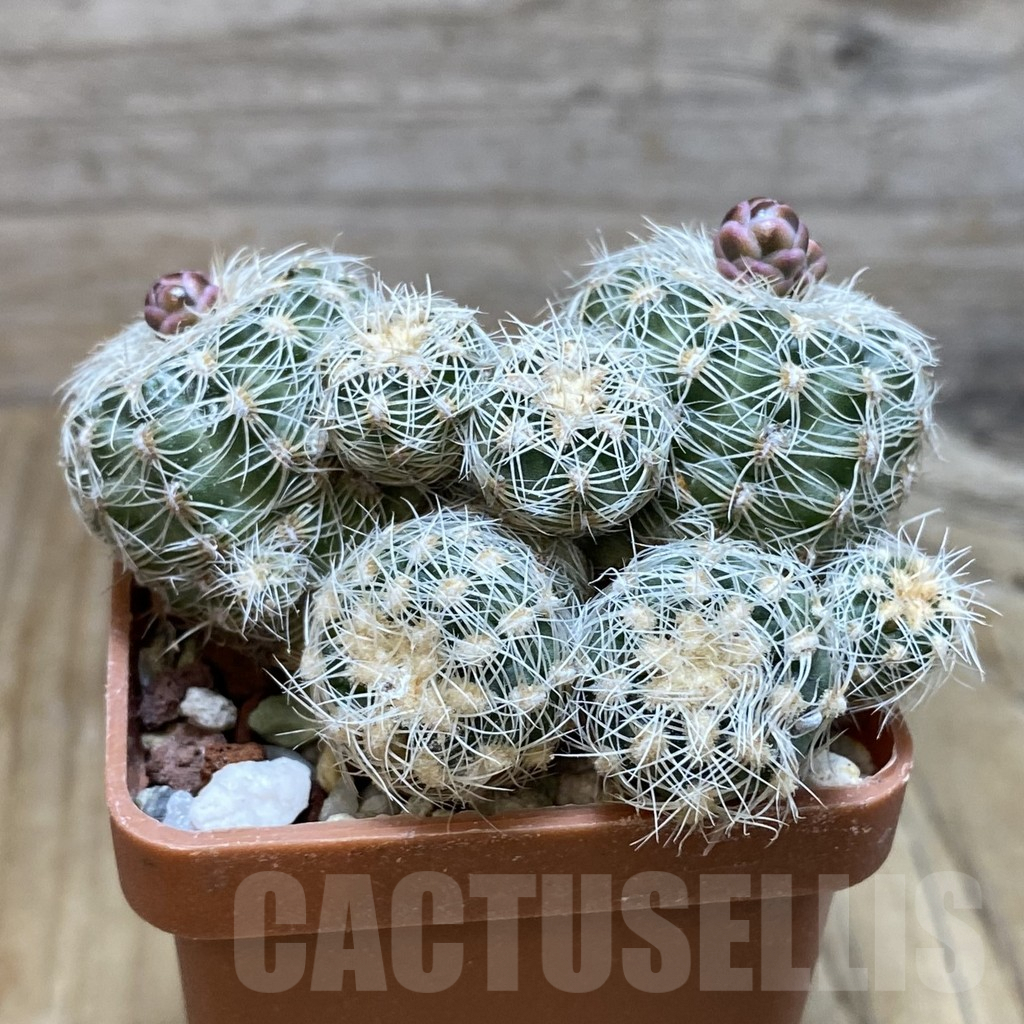 SH6759 Gymnocalycium bruchii - immagine 2