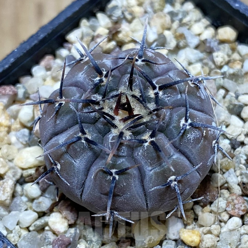 SH6760 Gymnocalycium esperanzae VG 1306