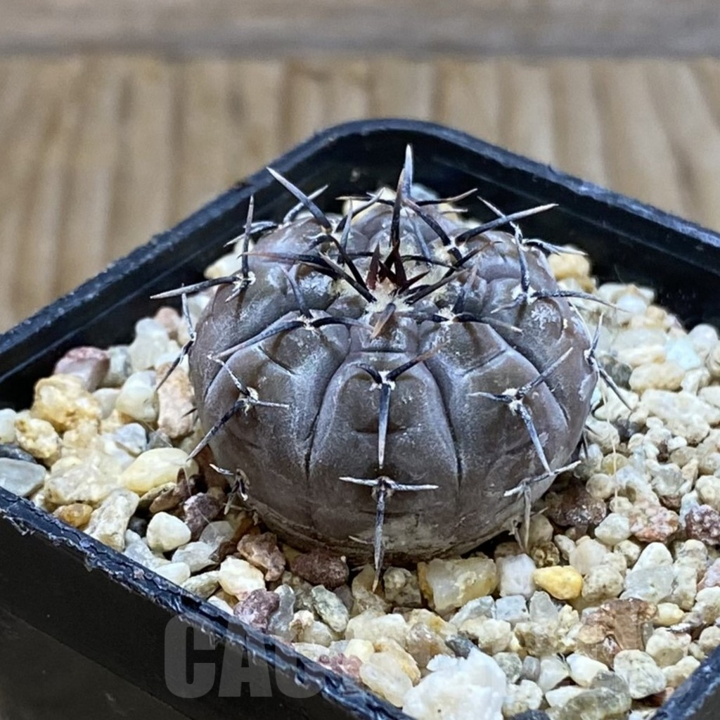 SH6760 Gymnocalycium esperanzae VG 1306 - Obrázek 2