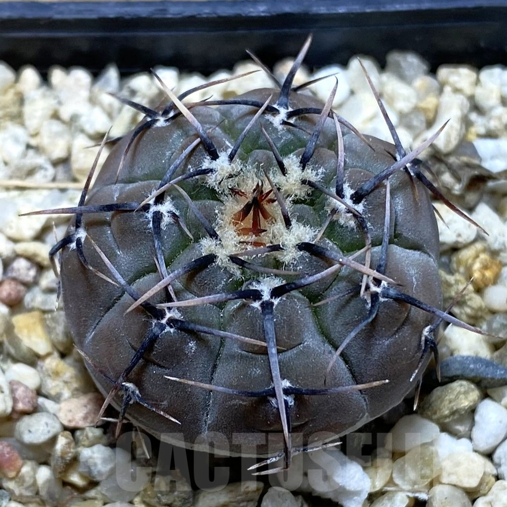 SH6761 Gymnocalycium esperanzae VG 1306