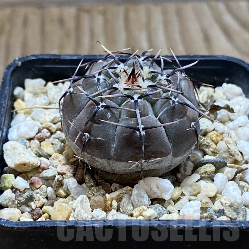 SH6761 Gymnocalycium esperanzae VG 1306 - 画像 (2)