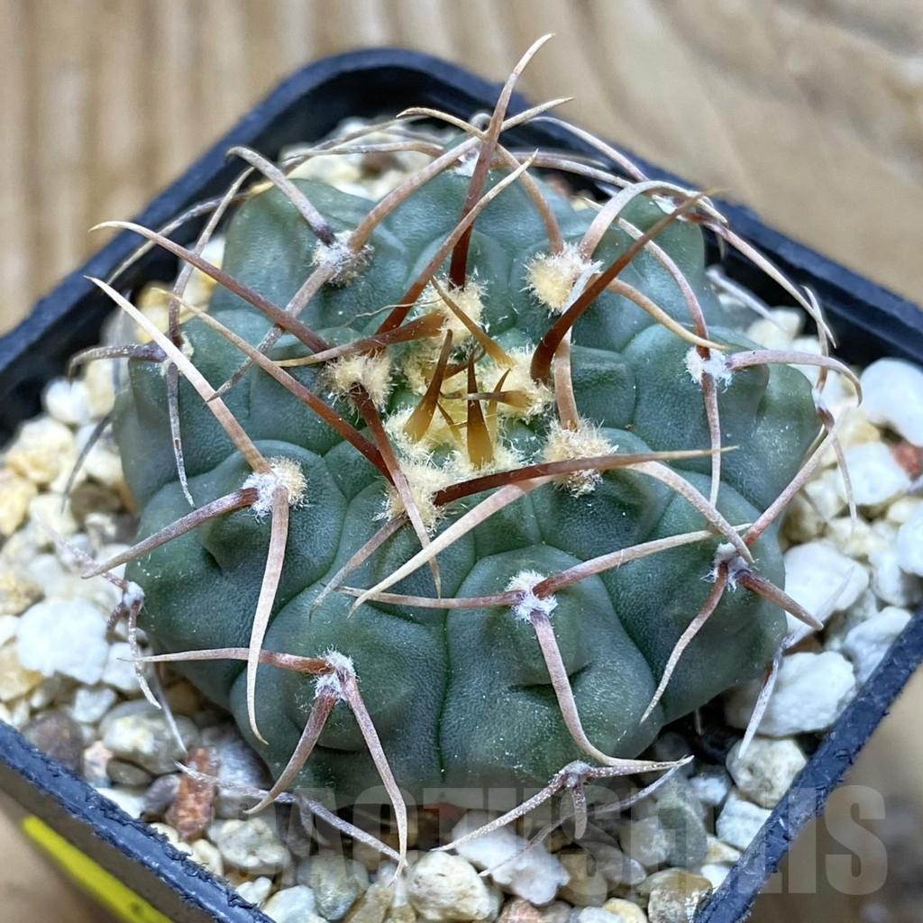 SH6764 Gymnocalycium vatteri, selection