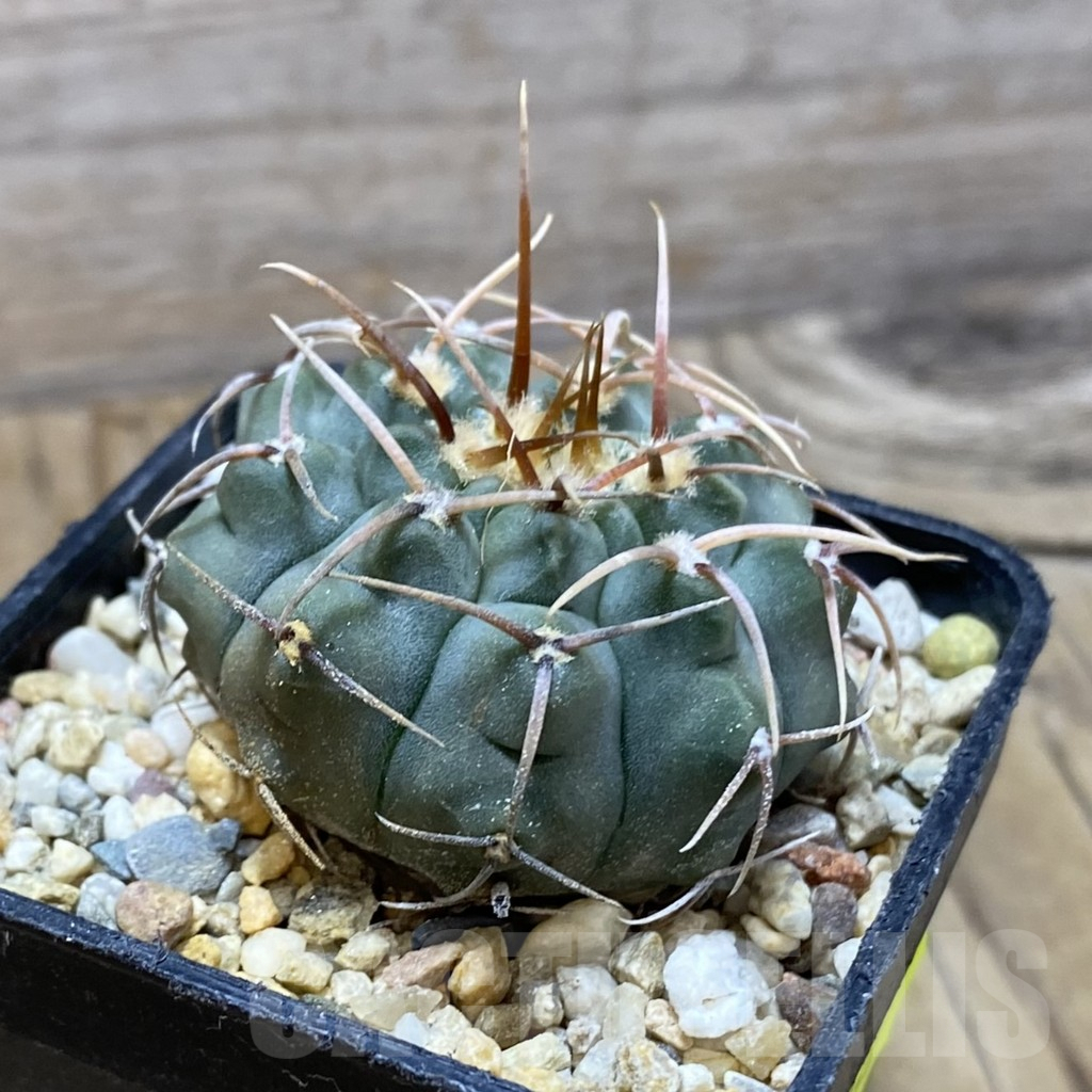 SH6764 Gymnocalycium vatteri, selection - Image 2