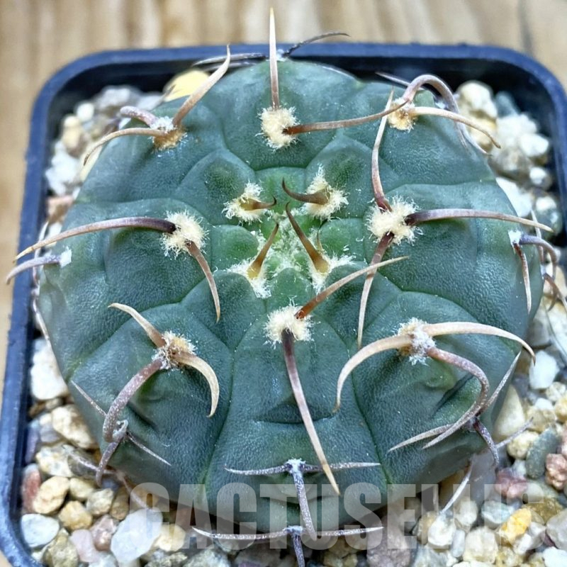 SH6765 Gymnocalycium vatteri, selection