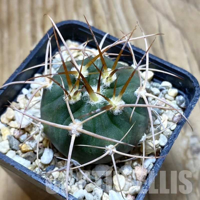 SH6768 Gymnocalycium mazanense v. polycephalum P 223