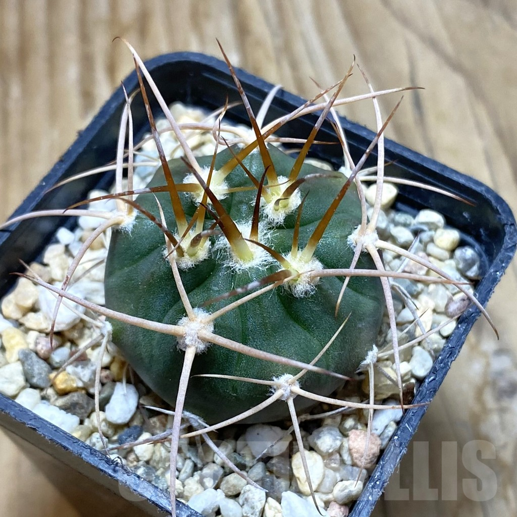SH6768 Gymnocalycium mazanense v. polycephalum P 223