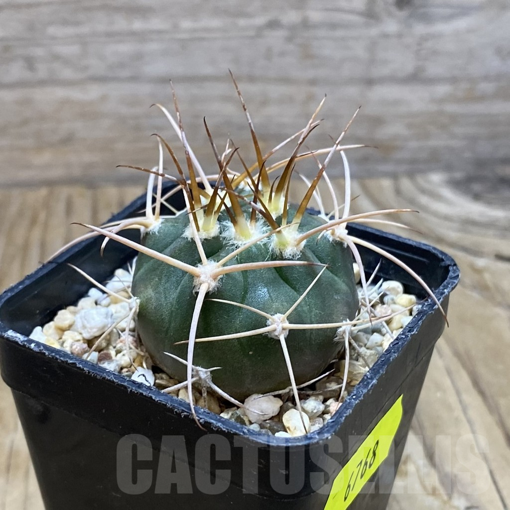 SH6768 Gymnocalycium mazanense v. polycephalum P 223 - Image 2