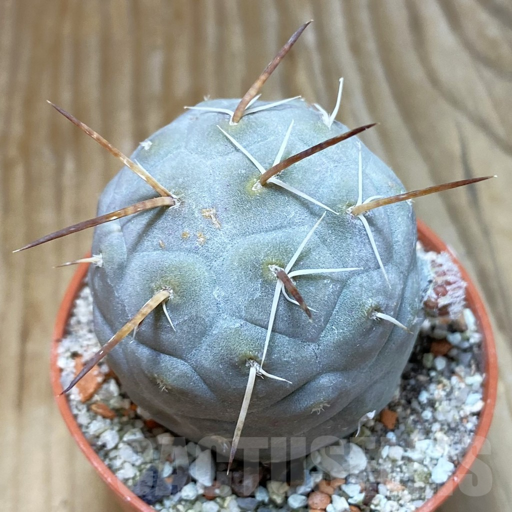 SH6898 Tephrocactus geometricus