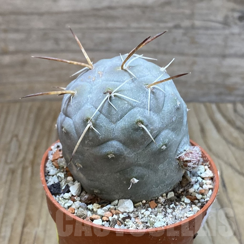 SH6898 Tephrocactus geometricus - immagine 2