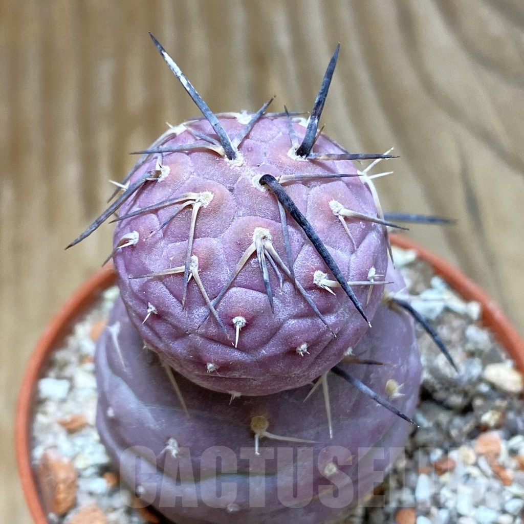 SH6900 Tephrocactus geometricus