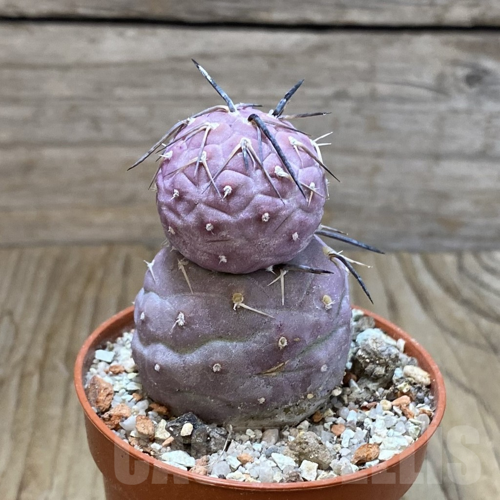 SH6900 Tephrocactus geometricus - Image 2