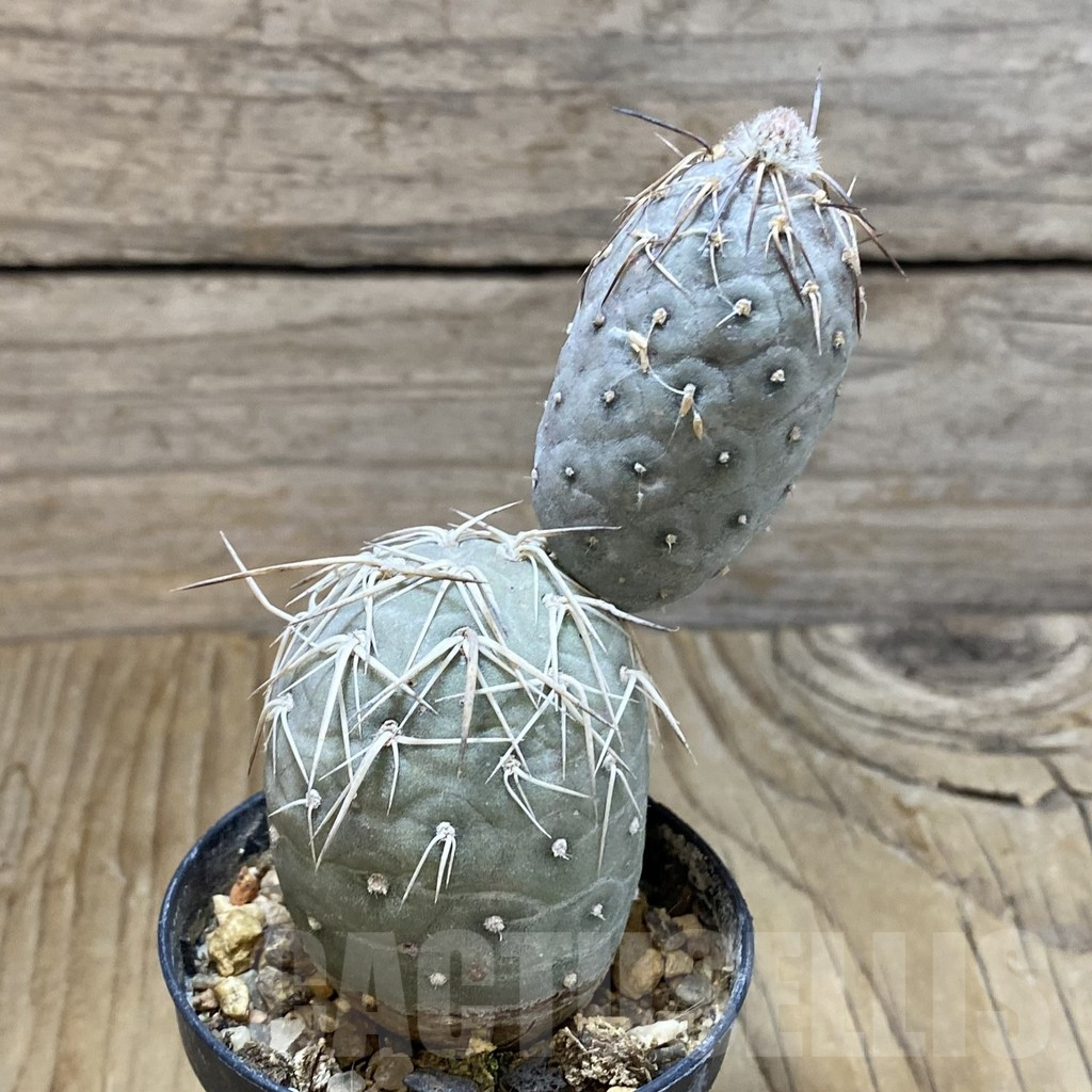 SH6901 Tephrocactus geometricus - Imagen 2