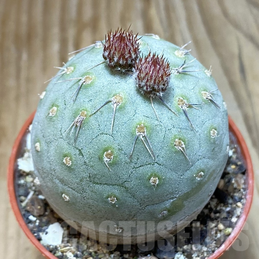 SH6902 Tephrocactus geometricus