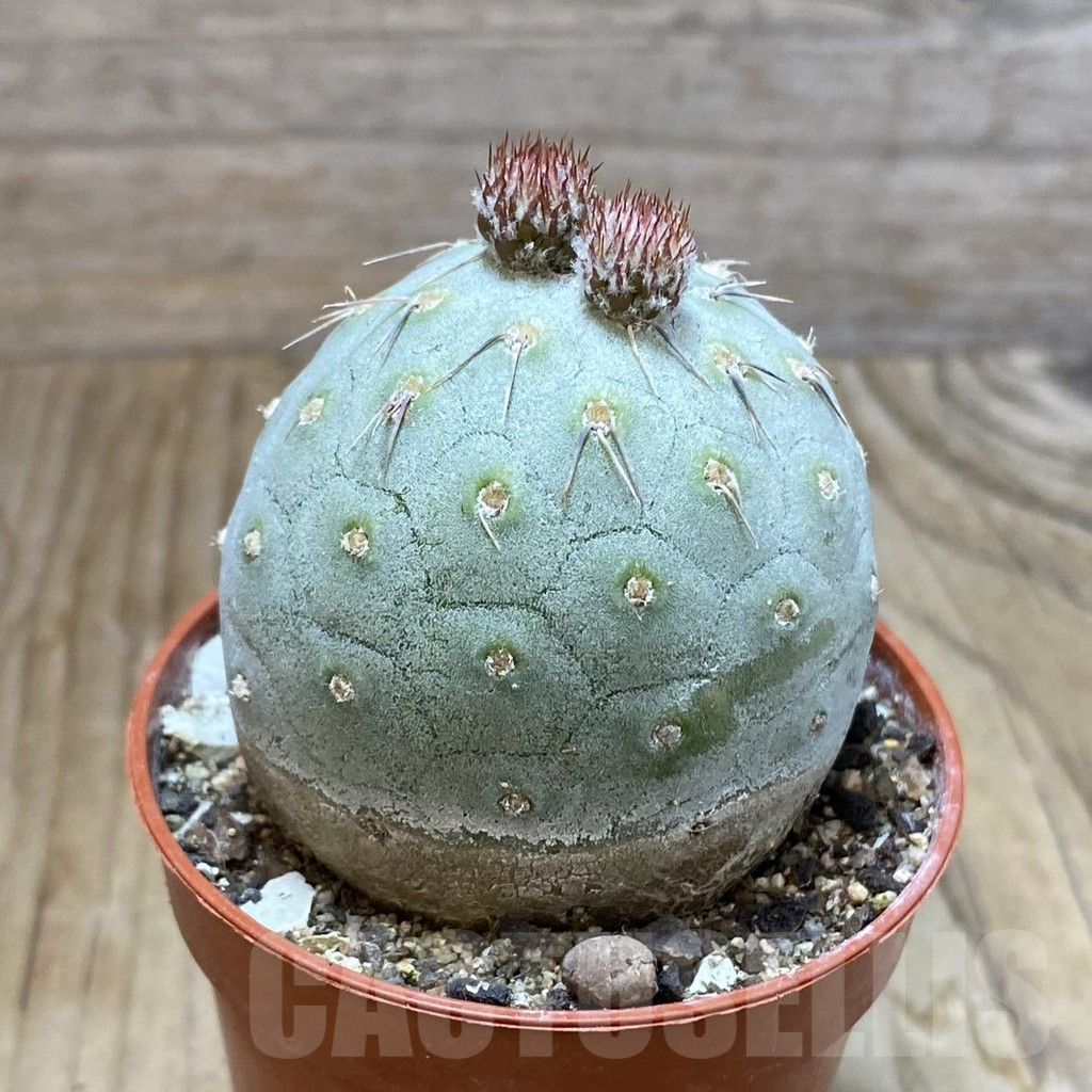 SH6902 Tephrocactus geometricus - Imagen 2