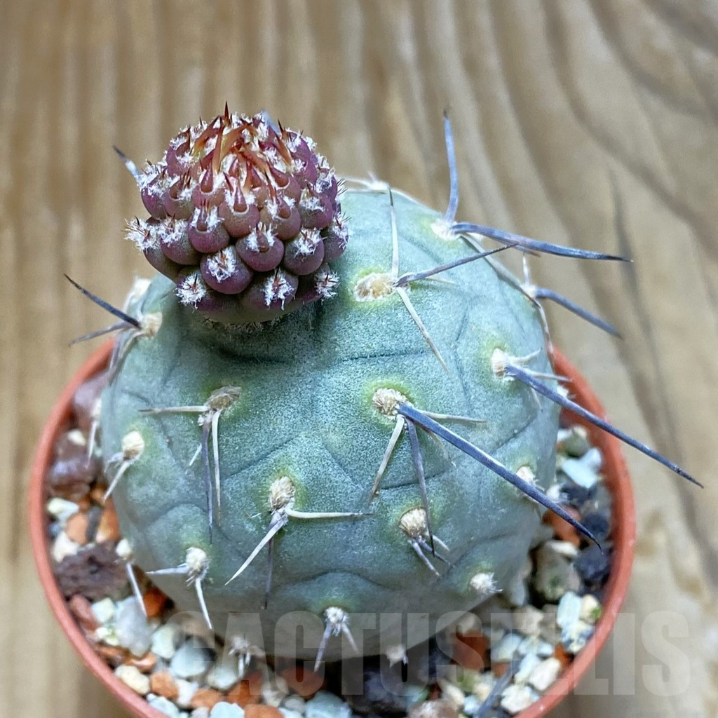 SH6905 Tephrocactus geometricus