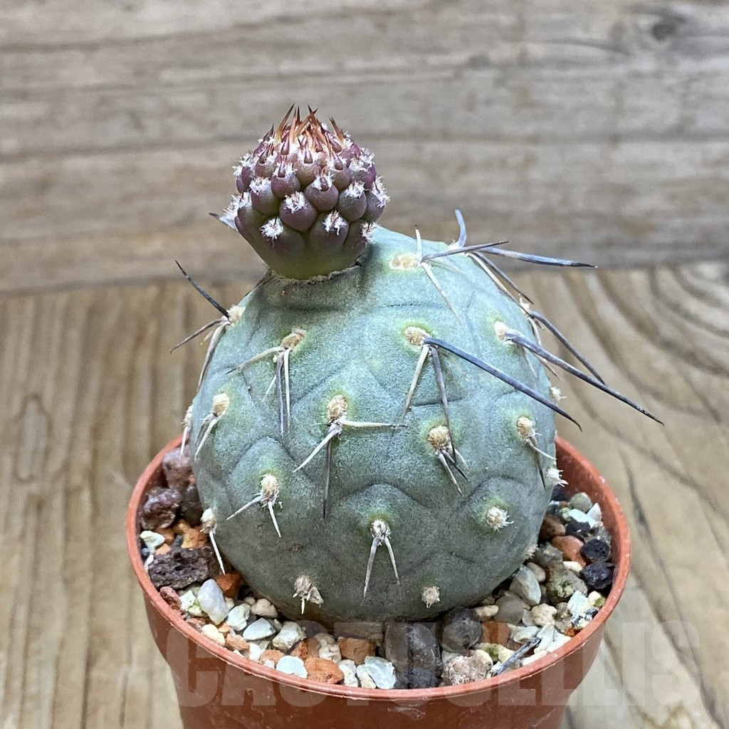 SH6905 Tephrocactus geometricus - immagine 2