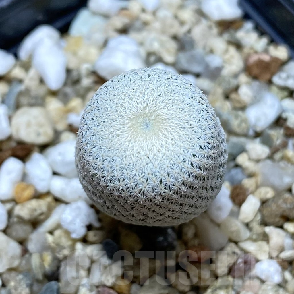 SH6907 Epithelantha bokei RS 522