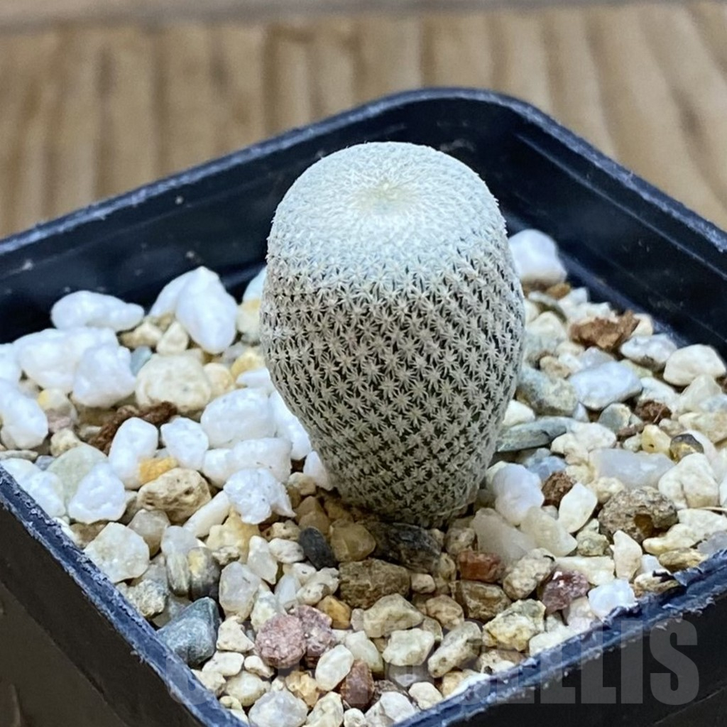 SH6907 Epithelantha bokei RS 522 - Image 2