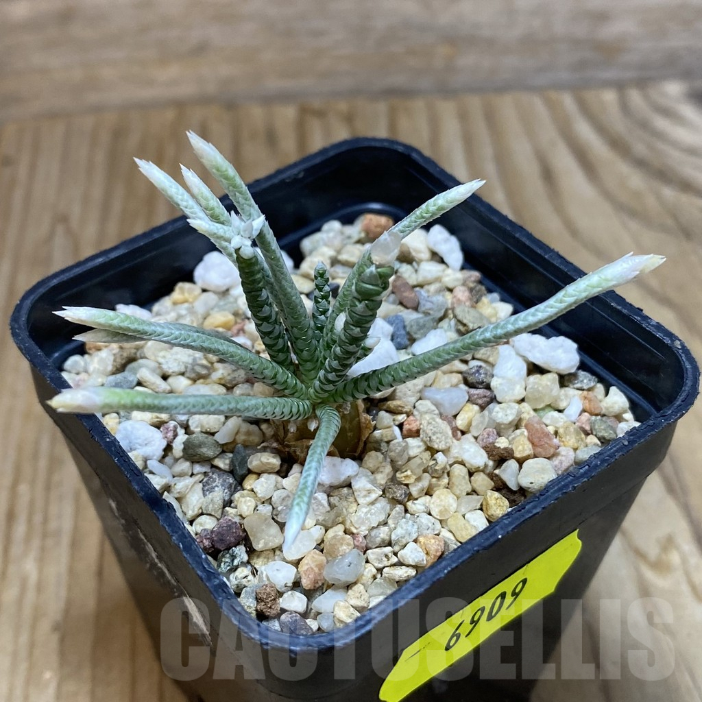 SH6909 Avonia alstonii, pink flower - Image 2