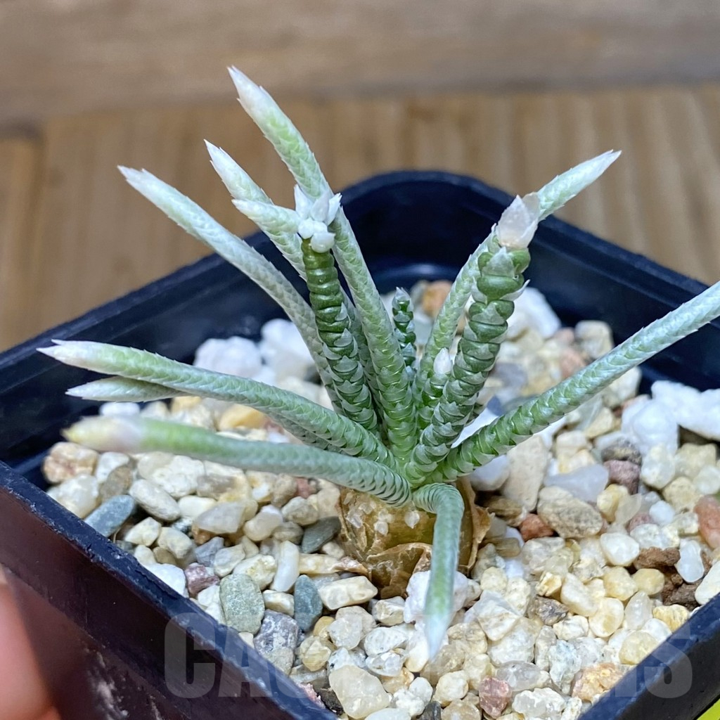 SH6909 Avonia alstonii, pink flower