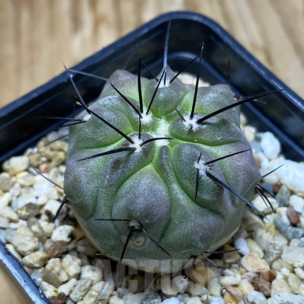 SH6910 Copiapoa dealbata PHA 2520
