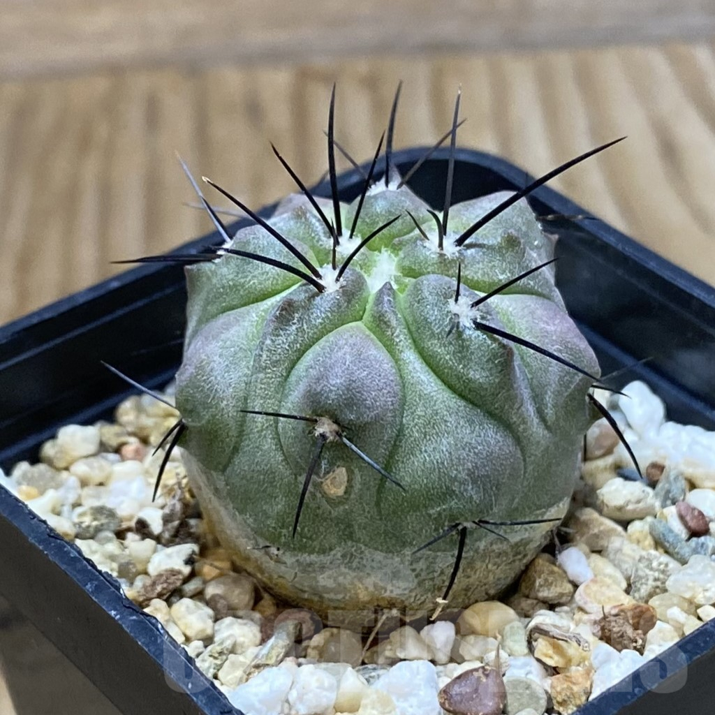 SH6910 Copiapoa dealbata PHA 2520 - Obrázek 2