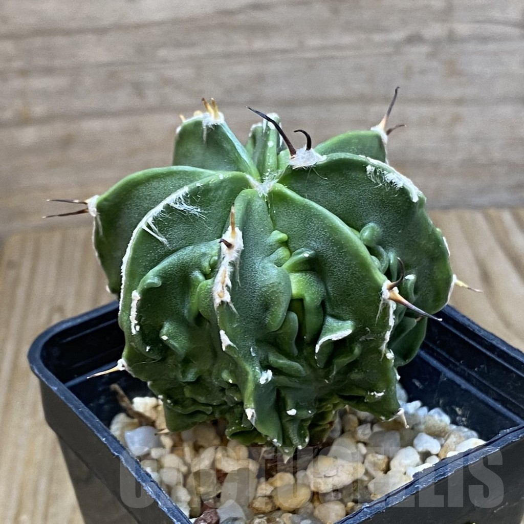 SH6911 Astrophytum ornatum ‘Fukuryu’ - Зображення 2