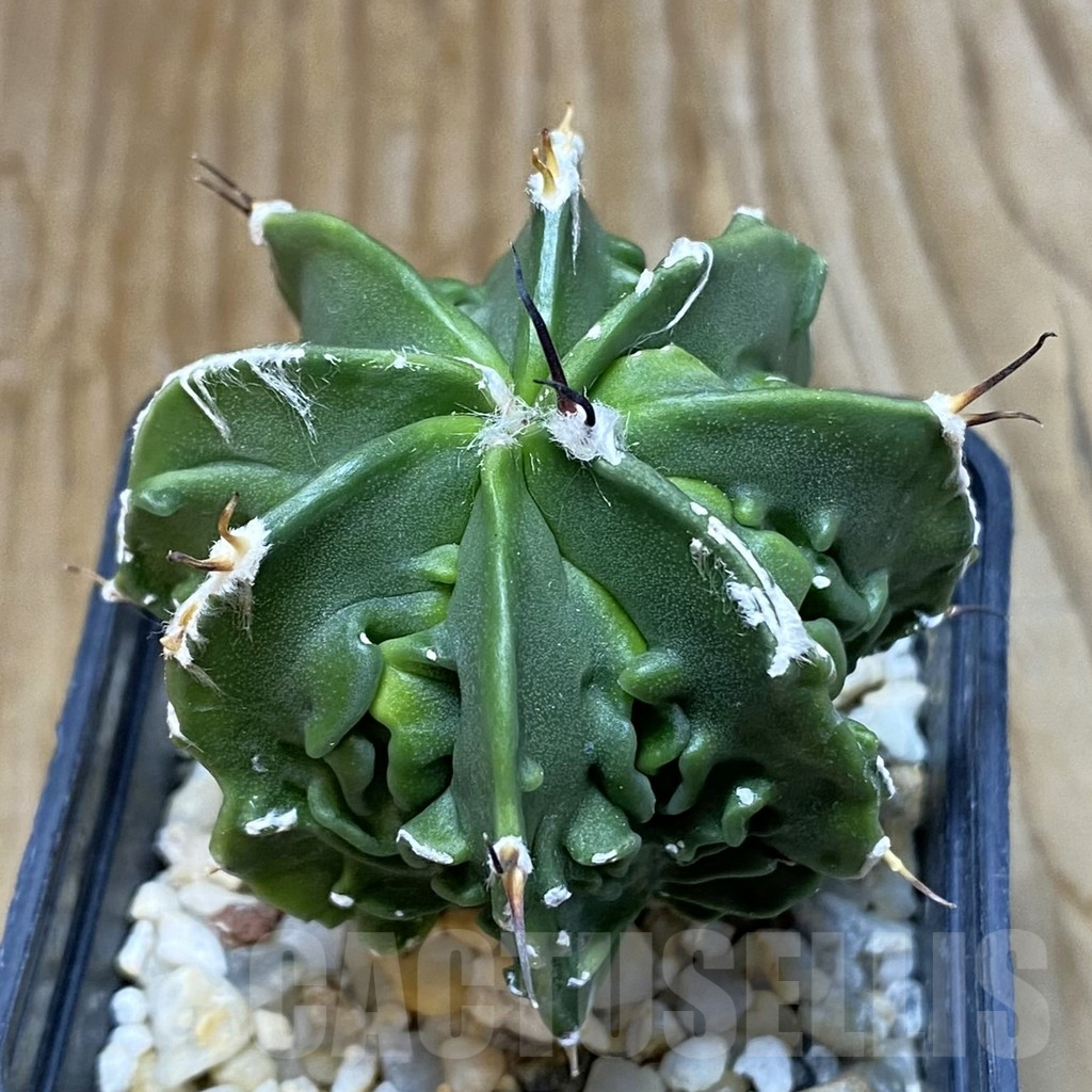 SH6911 Astrophytum ornatum ‘Fukuryu’