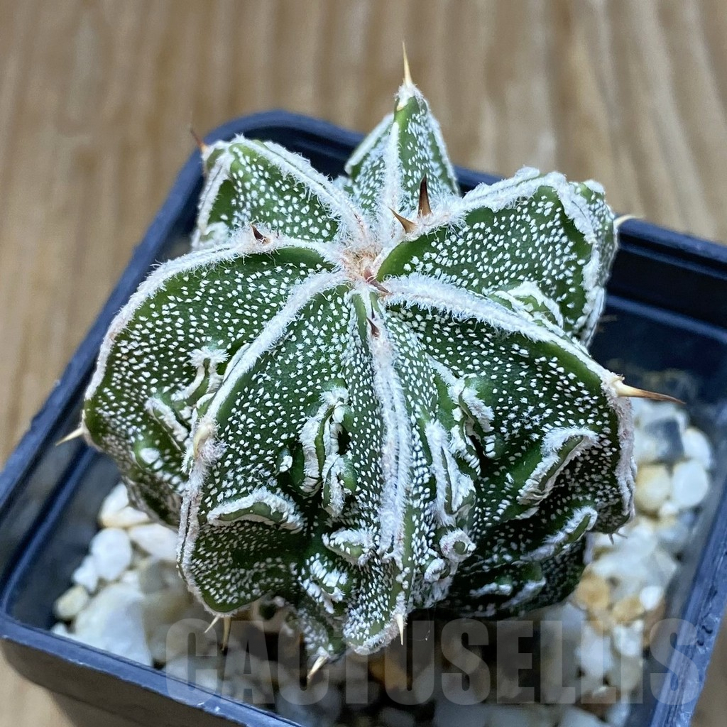 SH6912 Astrophytum ornatum ‘Fukuryu’
