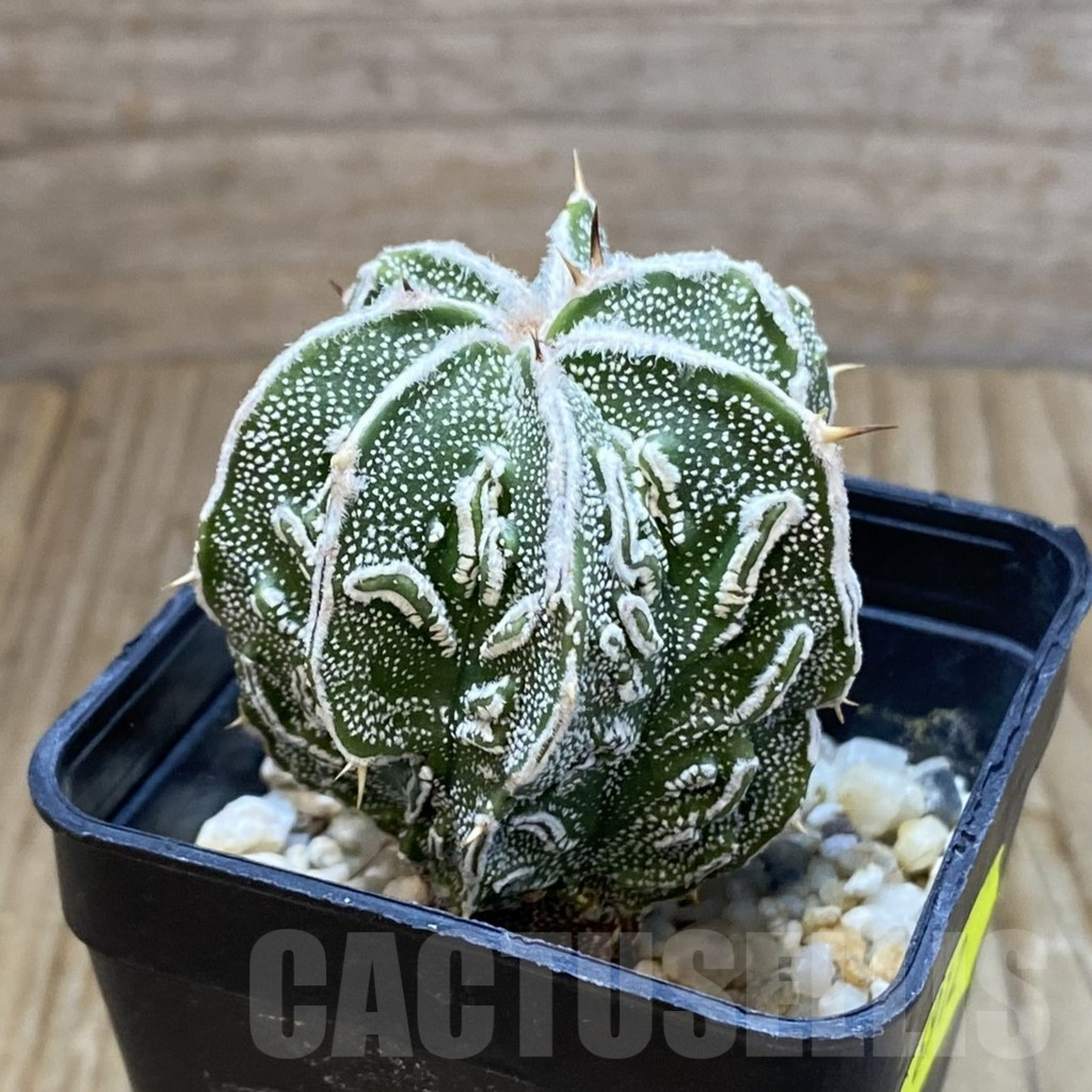 SH6912 Astrophytum ornatum ‘Fukuryu’ - immagine 2