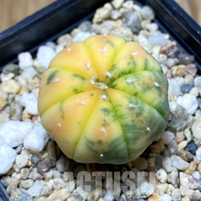 SH6916 Astrophytum asterias f. variegata