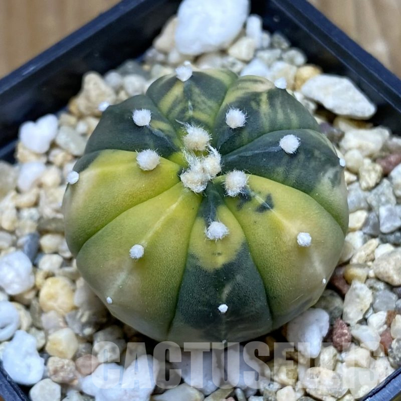 SH6917 Astrophytum asterias f. variegata