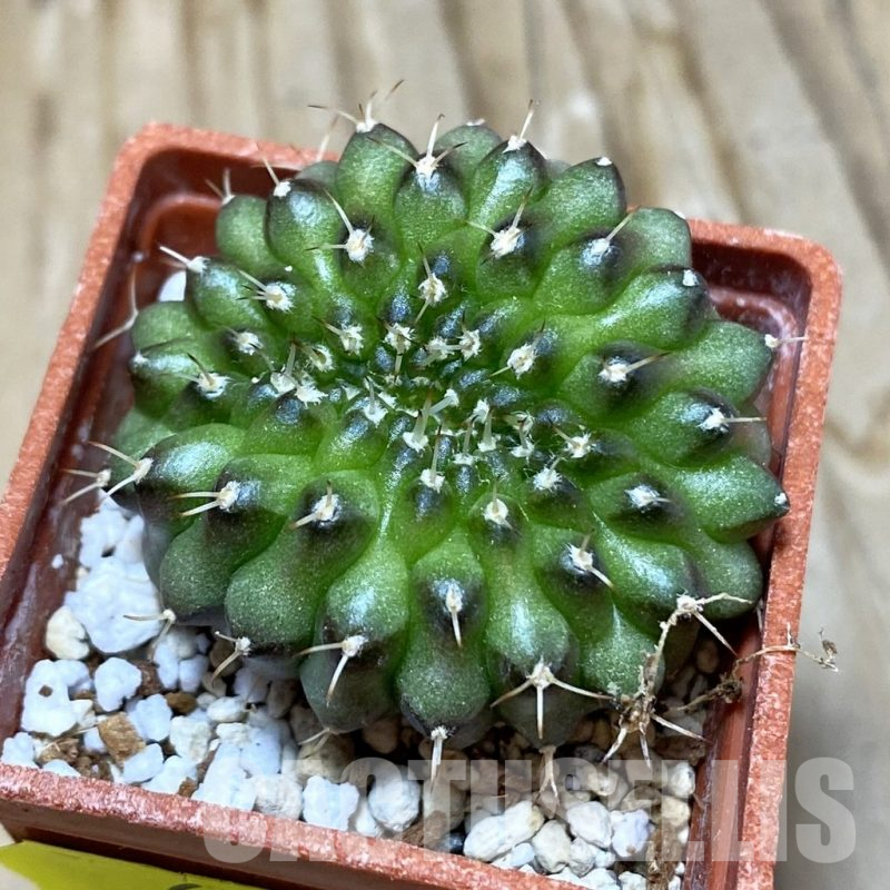 SH6918 Gymnocalycium mihanovichii ‘inermis’ f. cristata