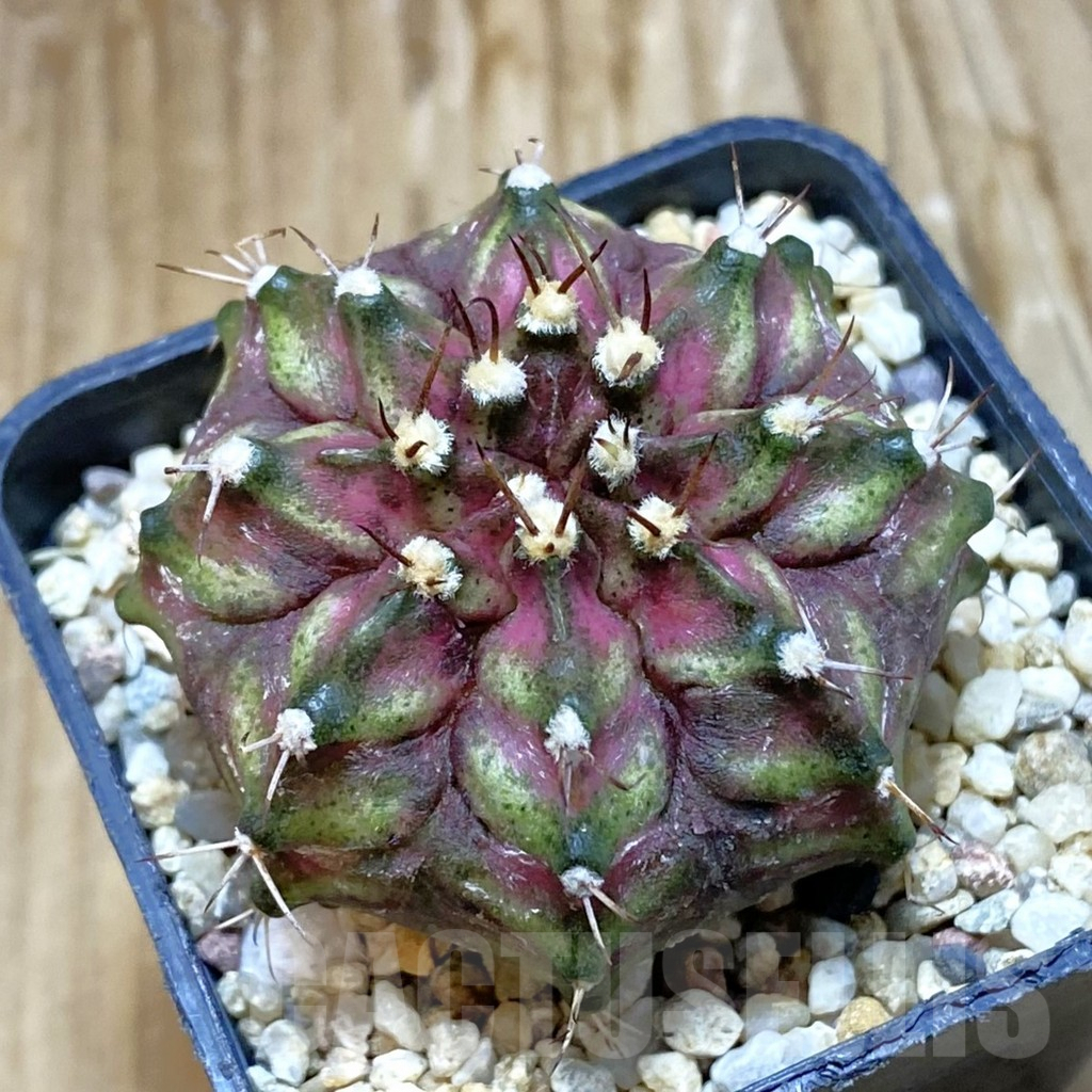 SH6920 Gymnocalycium mihanovichii ‘T-Rex’ hybrid, seedling