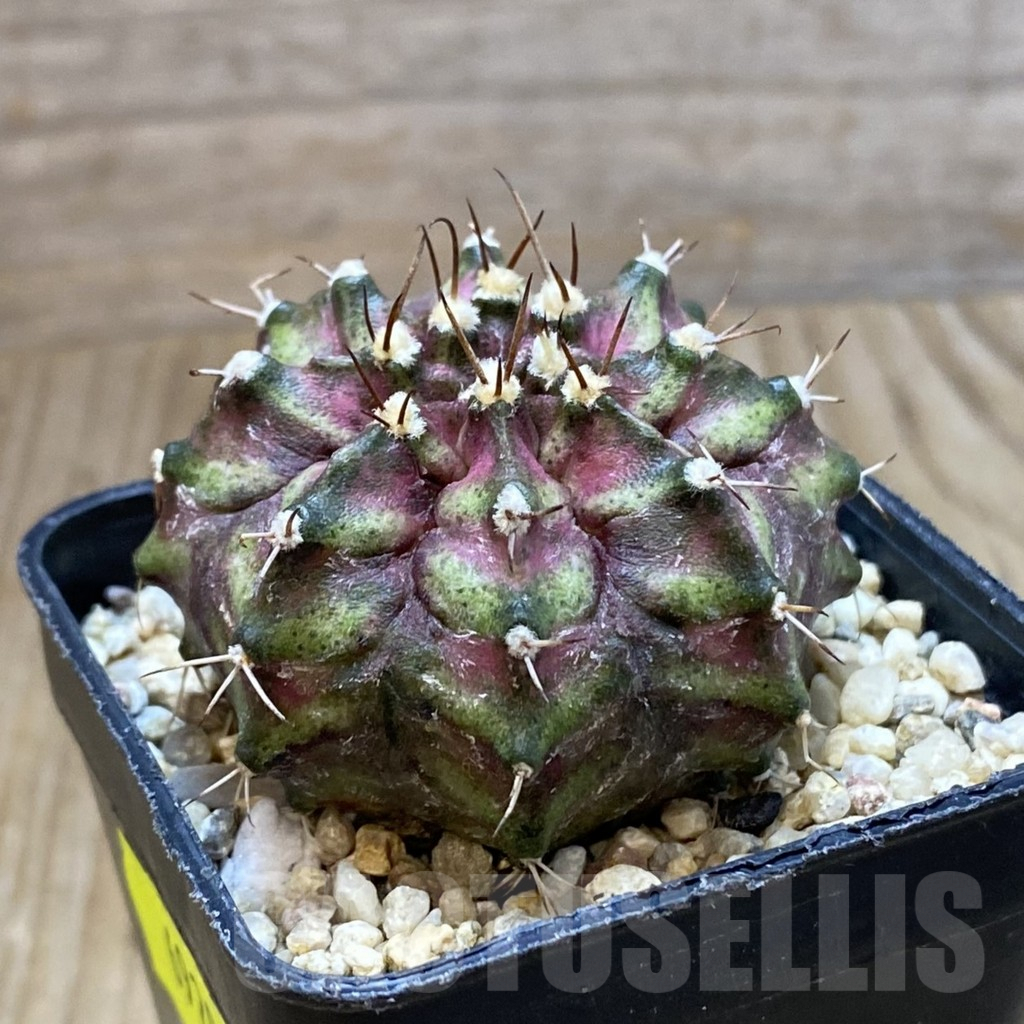 SH6920 Gymnocalycium mihanovichii ‘T-Rex’ hybrid, seedling - immagine 2