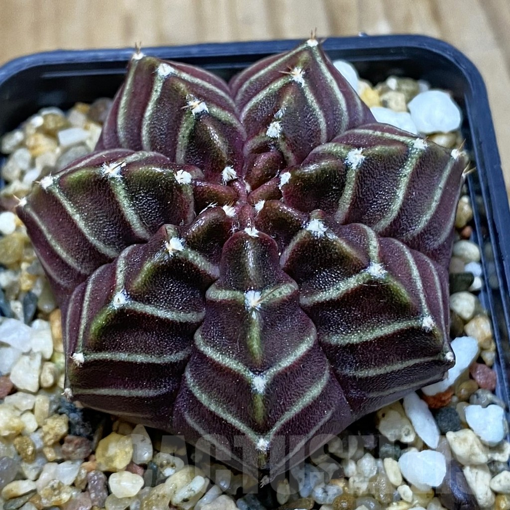 SH6923 Gymnocalycium mihanovichii ‘Nana’ x ‘Day Dream’, seedling