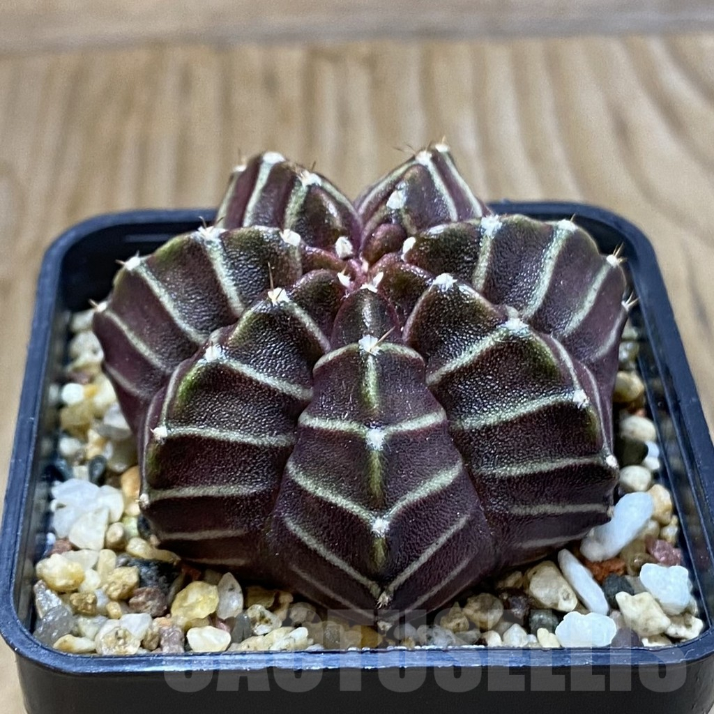 SH6923 Gymnocalycium mihanovichii ‘Nana’ x ‘Day Dream’, seedling - Image 2