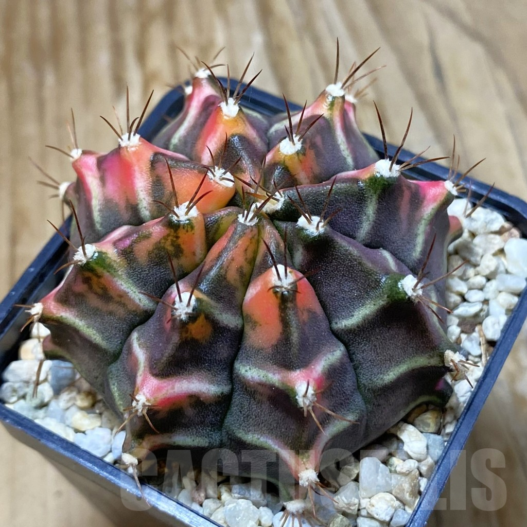 SH6924 Gymnocalycium mihanovichii f. variegata, seedling