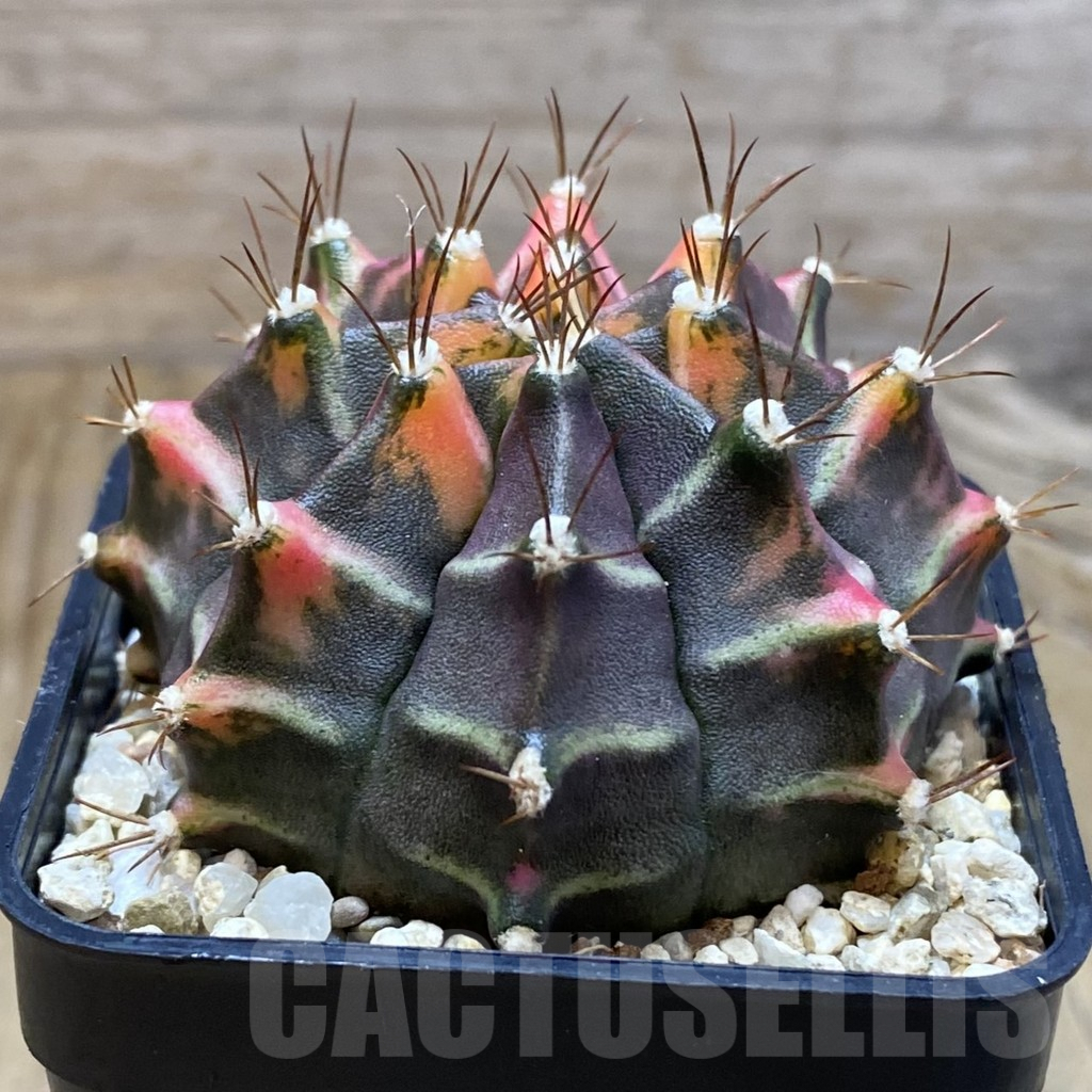 SH6924 Gymnocalycium mihanovichii f. variegata, seedling - Image 2