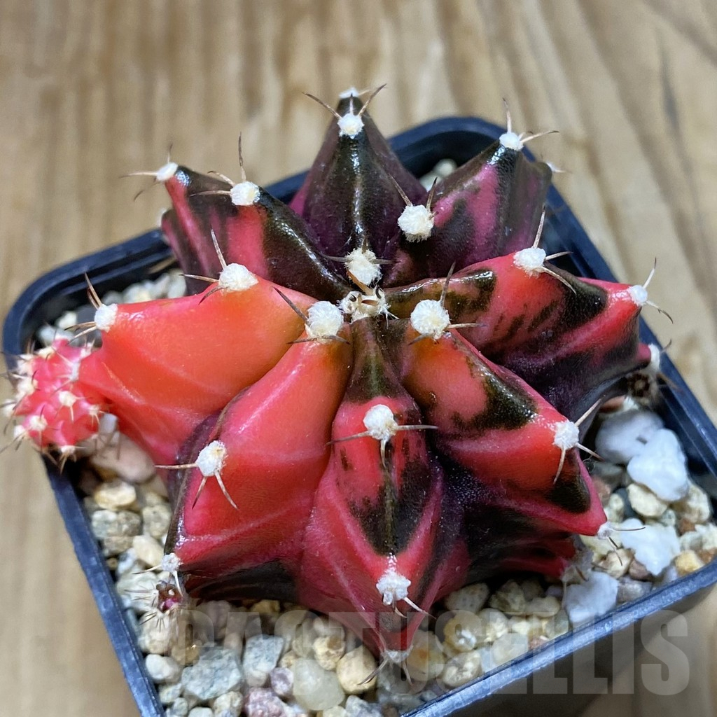SH6925 Gymnocalycium mihanovichii f. variegata, seedling