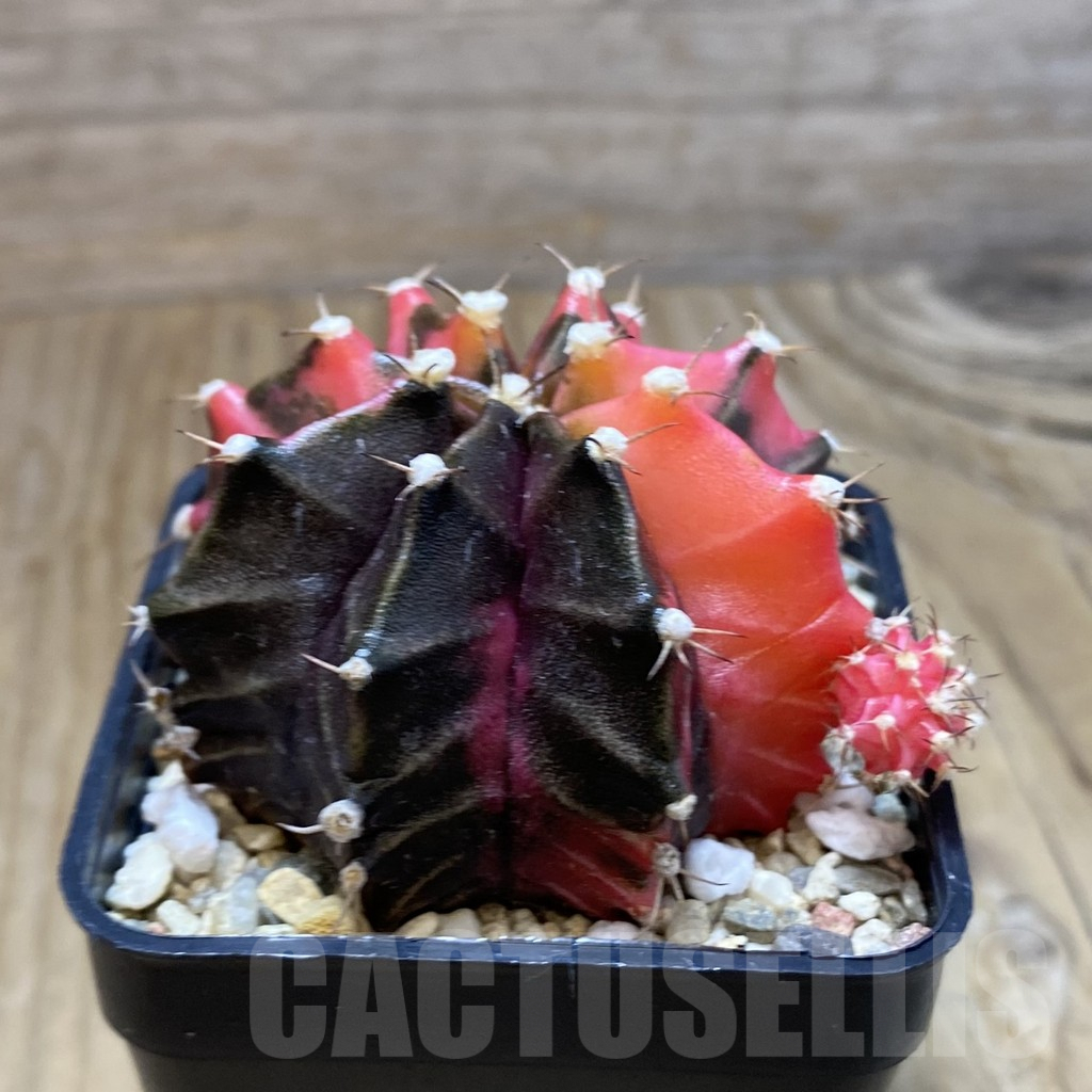 SH6925 Gymnocalycium mihanovichii f. variegata, seedling - Image 2